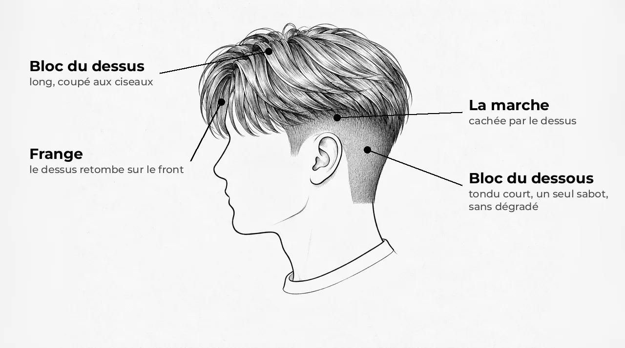 Schéma d'une tête de profil : côtés et nuque tondus courts, dessus long qui retombe par-dessus en frange