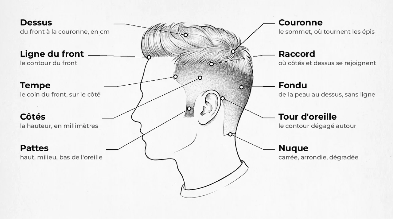 Schéma d’une tête d’homme de profil avec les zones de la coupe : dessus, ligne du front, côtés, tempe, pattes, couronne, raccord, fondu, tour d’oreille, nuque